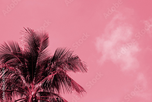 Palm tree against a cloudy sky on a sunny day. Tropical background pink color toned
