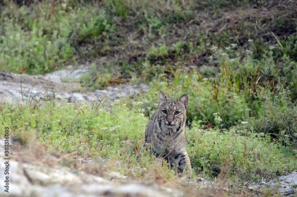 Wild Bobcat Wild Bobcat