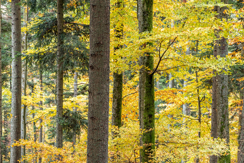 Forêt de montagne au début de l'automne photo