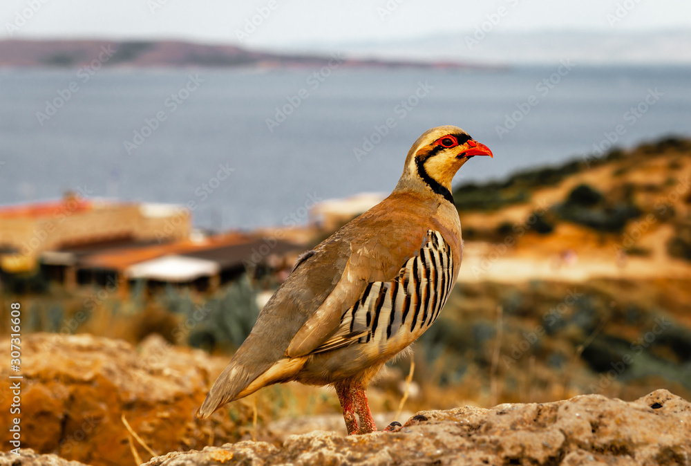 A chukar partridge (Alectoris chukar) in Cape Sounion, Greece. It is a Eurasian upland gamebird in the pheasant family Phasianidae. A chukar partridge (Alectoris chukar) in Cape Sounion, Greece. It is a Eurasian upland gamebird in the pheasant family Phasianidae.