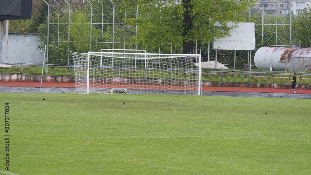 Fototapeta premium soccer ball on green field