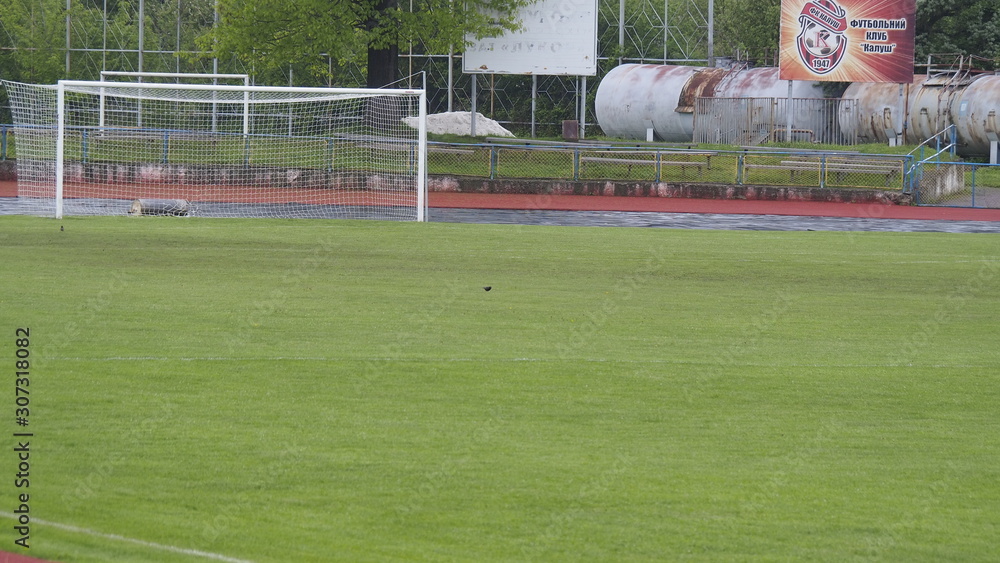 Obraz premium soccer ball on field