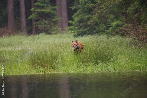 The Siberian tiger (Panthera tigris Tigris), or Amur tiger (Panthera tigris altaica) in the forest walking in a water.