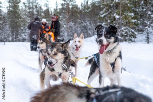 Sled dogs in Sweden