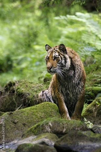Принти на полотні The Siberian tiger (Panthera tigris Tigris), or  Amur tiger (Panthera tigris altaica) in the forest walking in a river