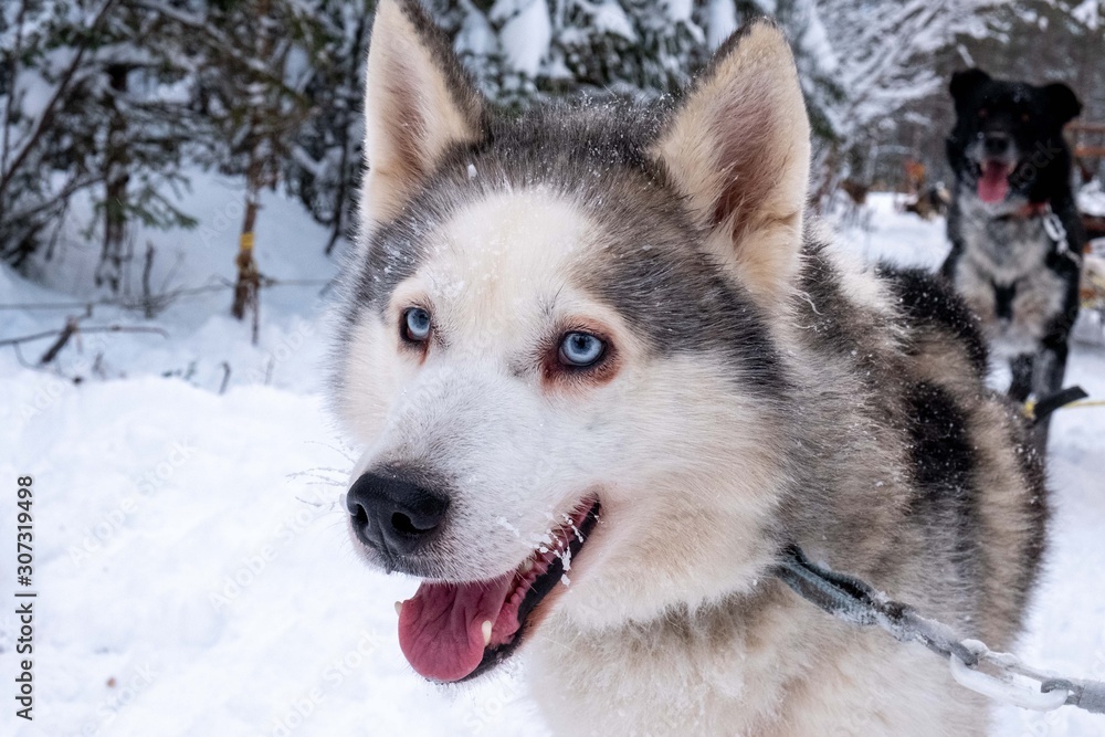 Sled dogs in Sweden