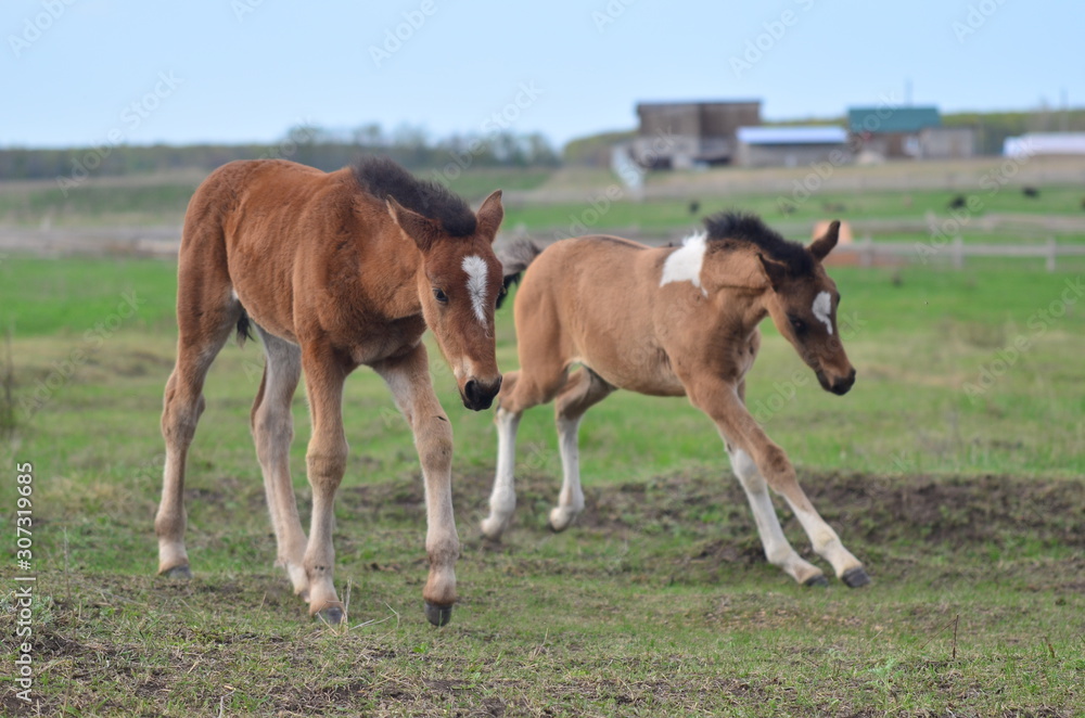 horse and foal