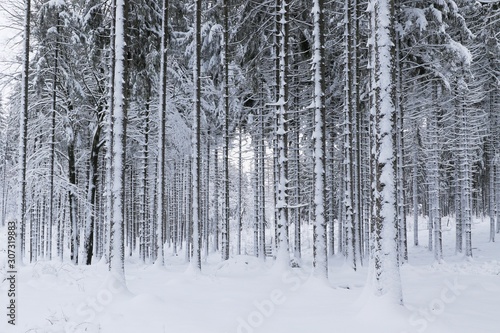 Winter in the forest. Winter beautiful snow forest hiking mountains tree. European winter forest.