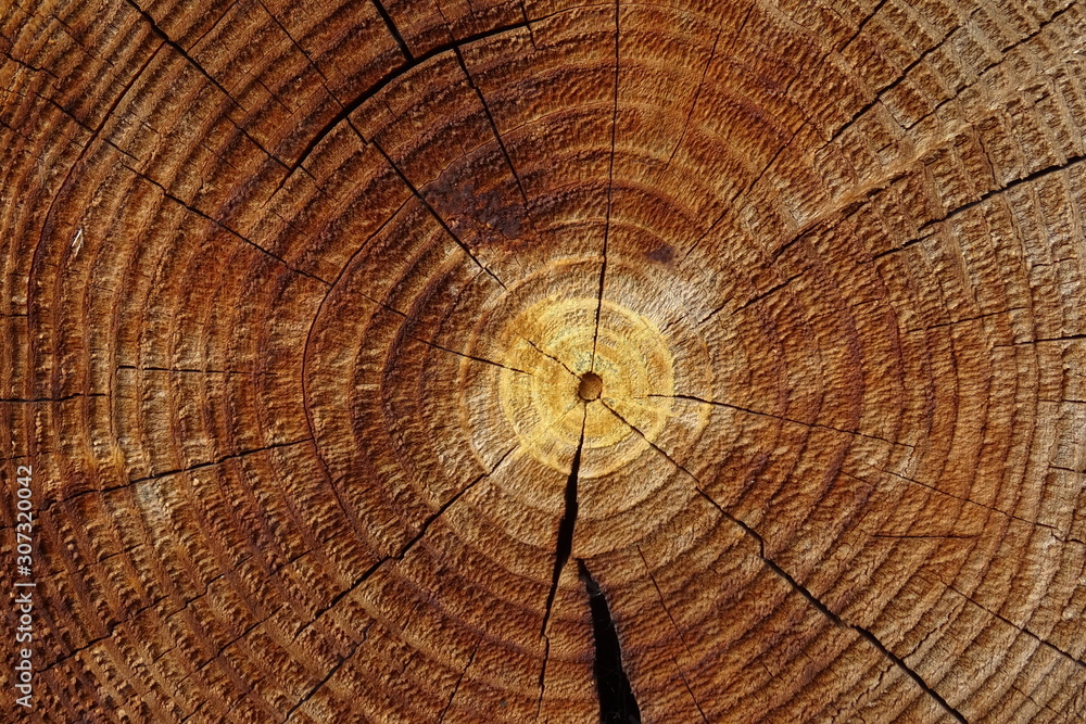 Fototapeta premium Old cracked tree stump texture. Natural wooden background.