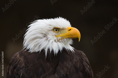Close-up / profile of bald eagle. Portrait with head facing to the right. Detailed view on beak, eye, feathers. Neutral background. Latin name: haliaeetus leucocephalus. National symbol of the USA.