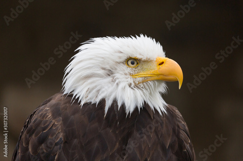 Portrait of bald eagle (haliaeetus leucocephalus). Close-up of white head with orange beak. Facing to the right. Great detail: eye, beak, feathers. Symbol of freedom and the United States of America.