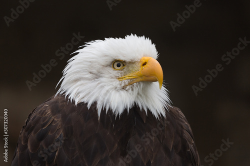 Portrait of bald eagle looking to the right. Latin name: haliaeetus leucocephalus. National animal of the United States of America (USA)