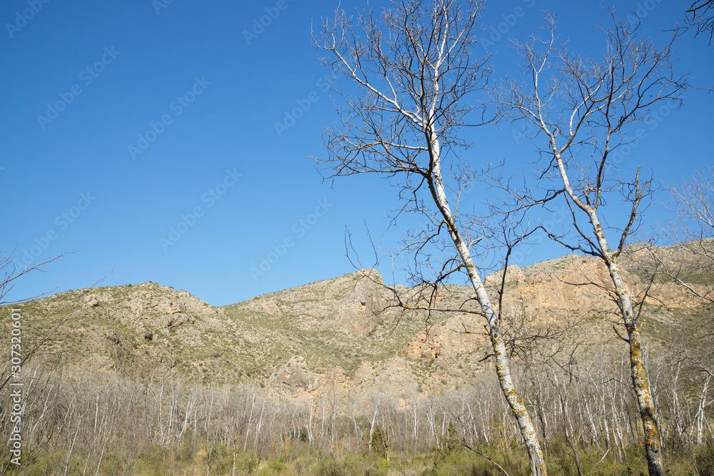 Winter forest in Spain. Winter forest in Spain.