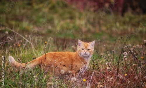 Photo of a red cat on a walk