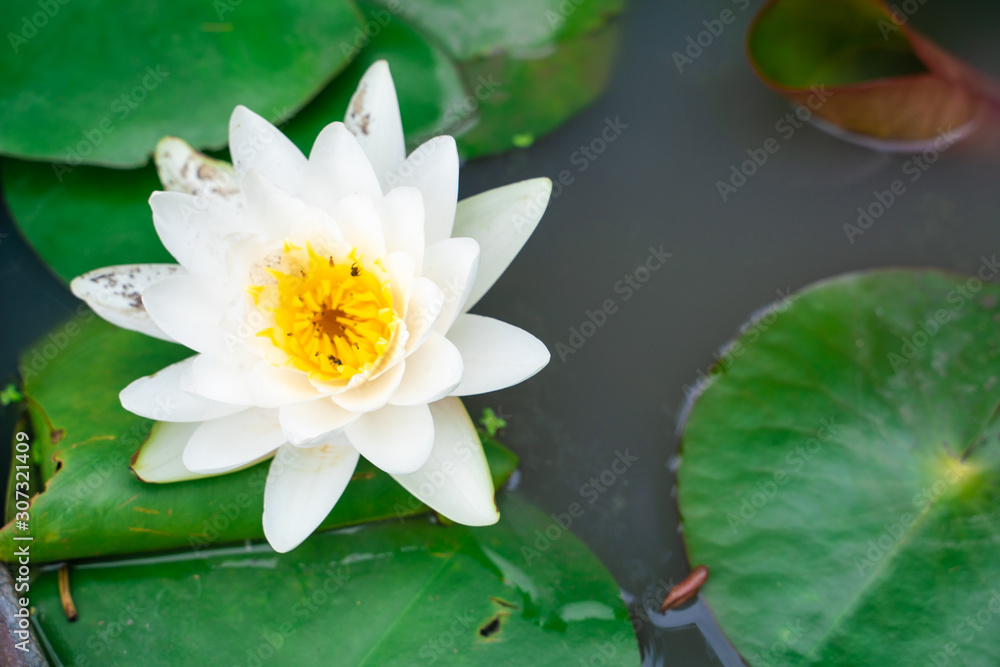 Water lily lotus flower with green tree leaf in pond