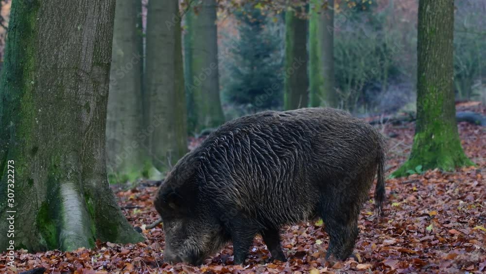 Wild boar female search feed in the forest, autumn (sus scrofa), germany Wild boar female search feed in the forest, autumn (sus scrofa), germany