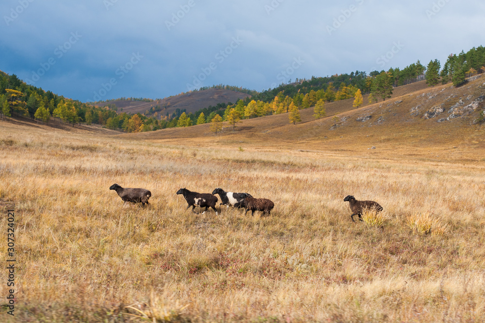 sheep in the steppe