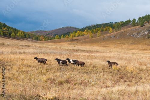 sheep in the steppe © Natalia