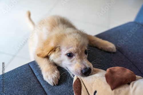 Golden puppy playing and biting his stuffed toy on sofa