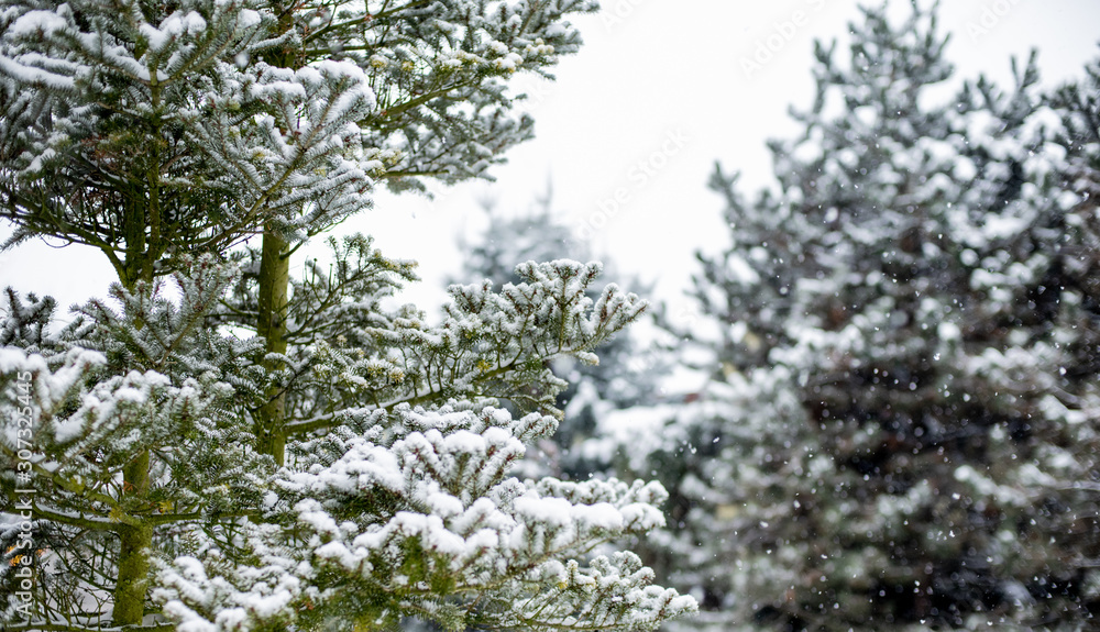 Group of conifer trees in winter covered in snow during snowfall Group of conifer trees in winter covered in snow during snowfall