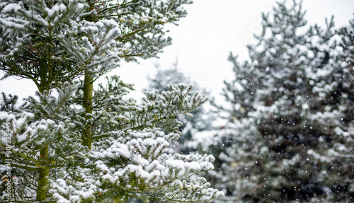 Group of conifer trees in winter covered in snow during snowfall © Studio Afterglow