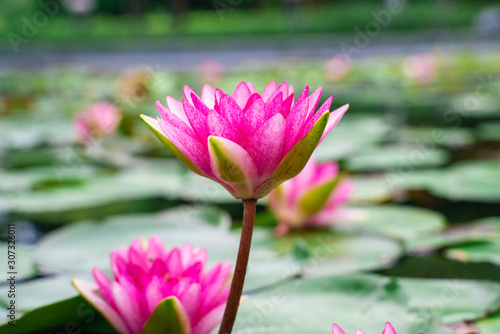 Water lily lotus flower with green tree leaf in pond