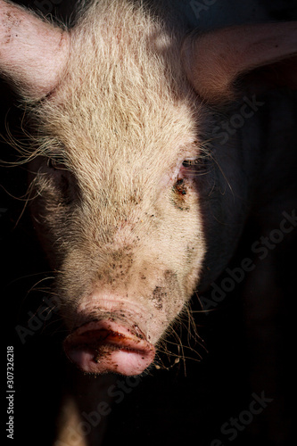 A large pig's head close-up on a pig farm