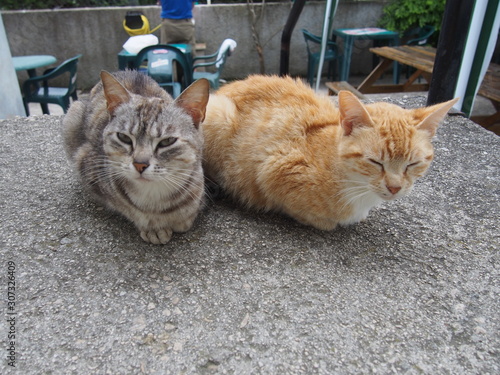 Cute cat, El Camino de Santiago or The Way of St.James, Journey from Roncevaux to Larrasoana, French way, Spain 猫 ネコ カミーノデサンティアゴ 巡礼 フランス人の道 スペイン photo