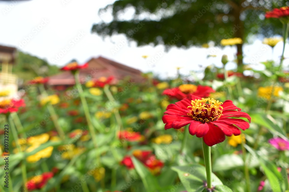 red flower blooming on blur background in the garden red flower blooming on blur background in the garden
