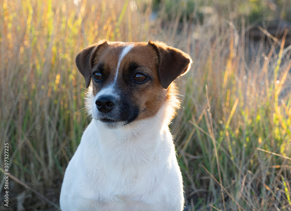 Portrait of a Jack Russell Terrier on a background of grass on a sunny day.