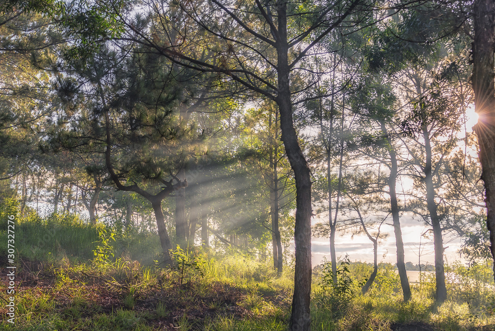 Beautiful scenery of morning sunlight illuminating through trees in forest