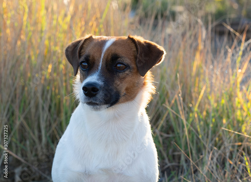 Portrait of a Jack Russell Terrier on a background of grass on a sunny day.