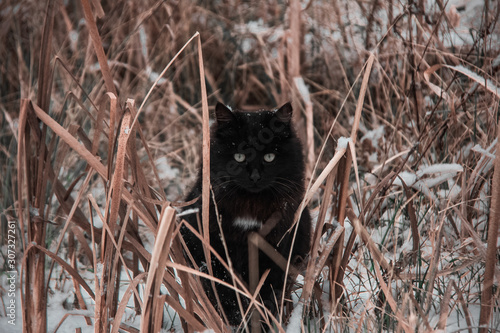 black cat and first snow