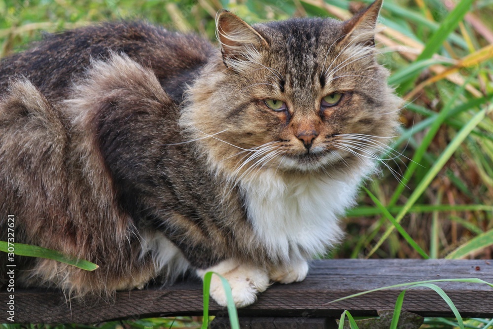 Obraz premium smart cat in the grass