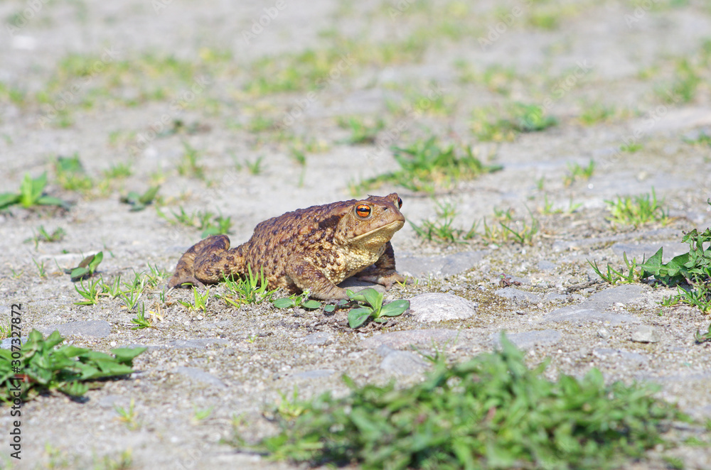 Migrująca żaba ropucha Migrująca żaba ropucha