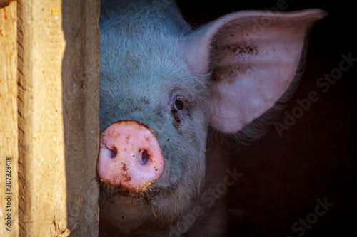 Bilde på lerret A large pig's head close-up on a pig farm