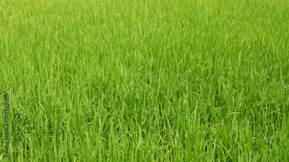 Refreshing green paddy field, fresh rice tree leaves, under bright afternoon sunlight of a summer time in the North of Thailand Refreshing green paddy field, fresh rice tree leaves, under bright afternoon sunlight of a summer time in the North of Thailand