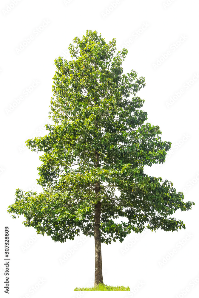 green tree isolated on white background