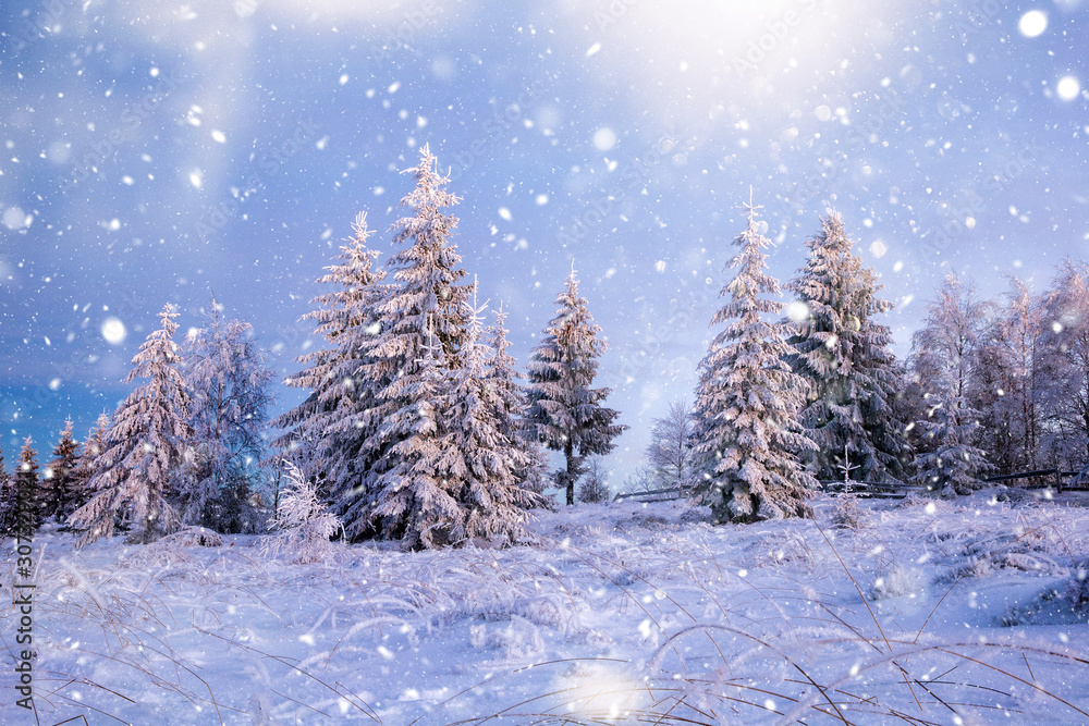 Fototapeta premium Scenic winter landscape with snowy fir trees. Winter postcard.