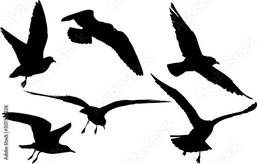 isolated black group silhouettes of six seagulls
