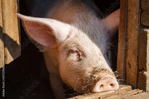A large pig's head close-up on a pig farm
