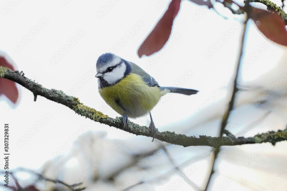 Fototapeta premium mésange