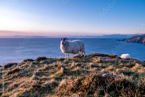 Sheep enjoying the sunset at the Slieve League cliffs in County Donegal  Ireland