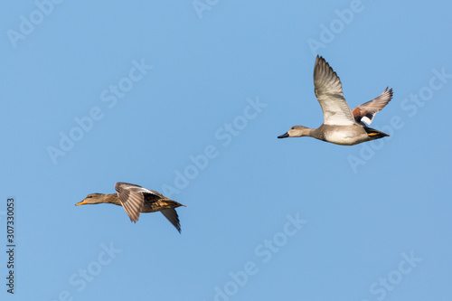 Valokuva pair of gadwall ducks (anas strepera) flying in blue sky