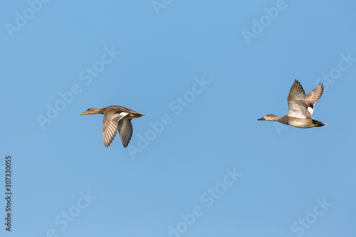 couple of gadwall ducks (anas strepera) in flight in blue sky