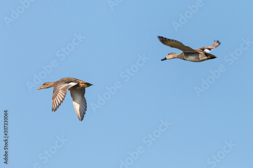 gadwall duck couple (anas strepera) flying in blue sky