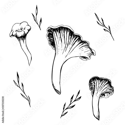 Chanterelle mushrooms and grass set. Ink hand-drawn black and white. Doodle sketch style. Stock vector elements isolated on white background.  