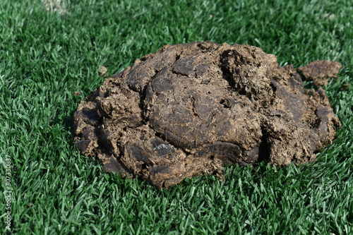 dry dung on green grass background