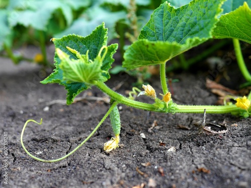 Photo of a tiny cucumber with a yellow flower at its tip, growing on a cucumber plant. Farming / gardening concept. Growing vegetables concept. 