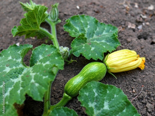 Photo of a small green pumpkin with a yellow flower at its tip, lying on the ground among green leaves of a pumpkin plant. 